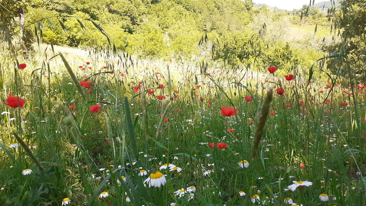 fiori di giugno