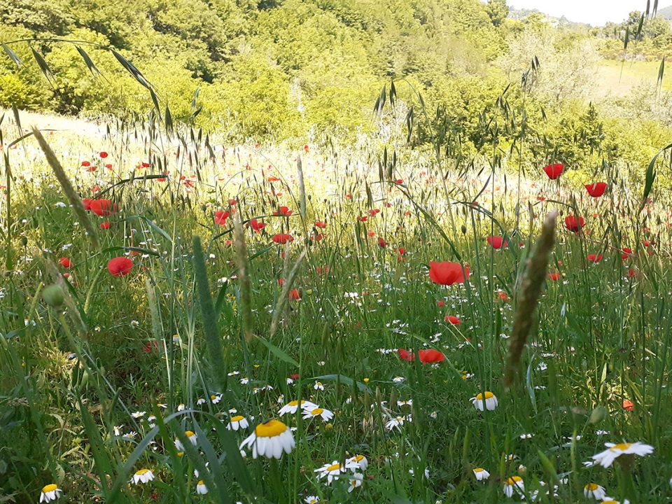 fiori di giugno