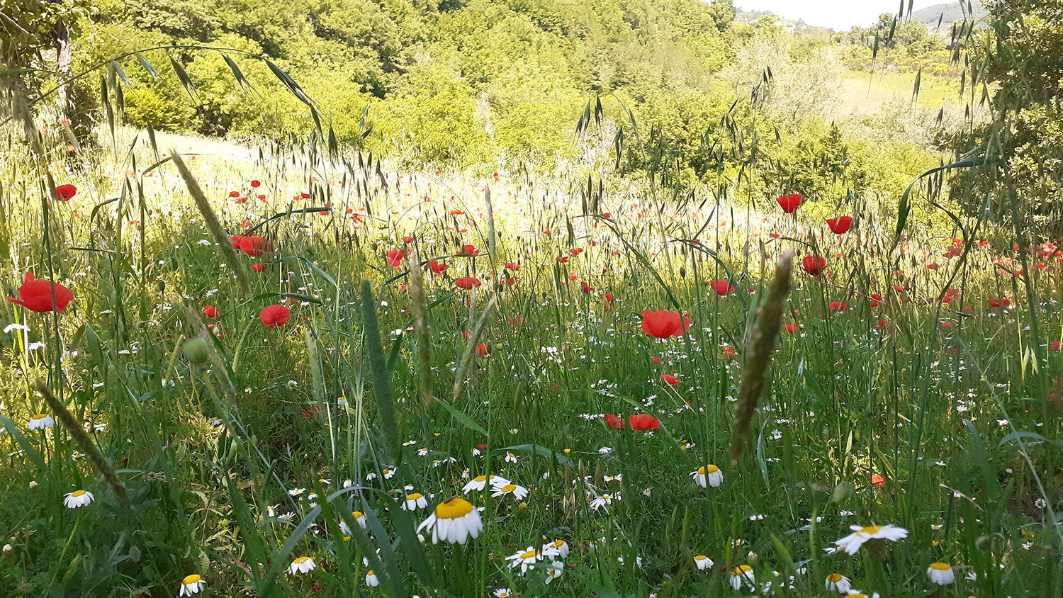 fiori di giugno