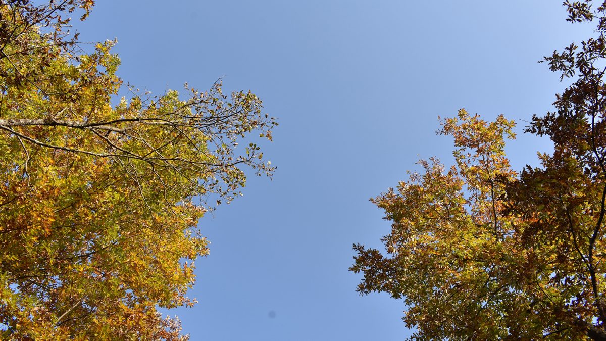 foglie autunno