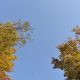 foglie autunno